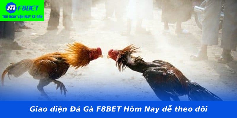 Giao diện Đá Gà F8BET Hôm Nay dễ theo dõi
